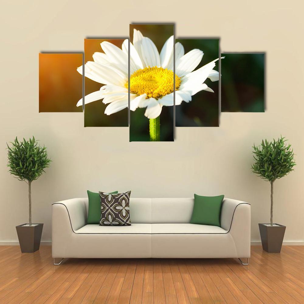 A Single Daisy Flower At Sunset – Nature Canvas Wall Art