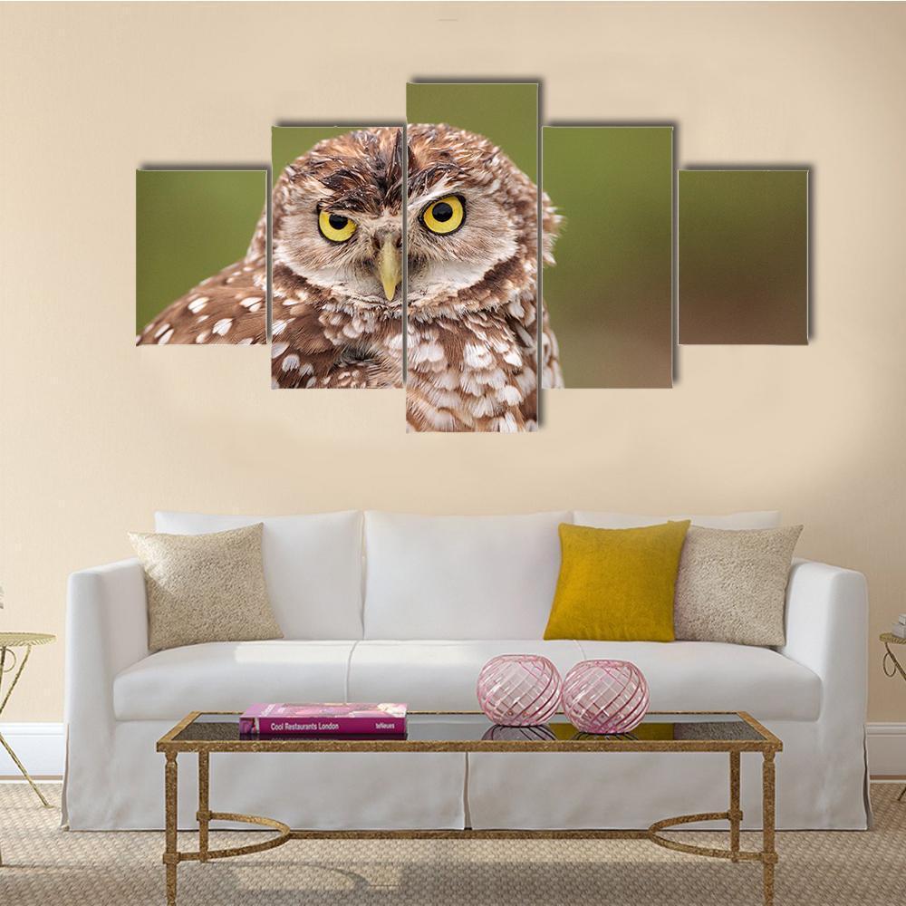 Adult Burrowing Owl – Animal Canvas Wall Art