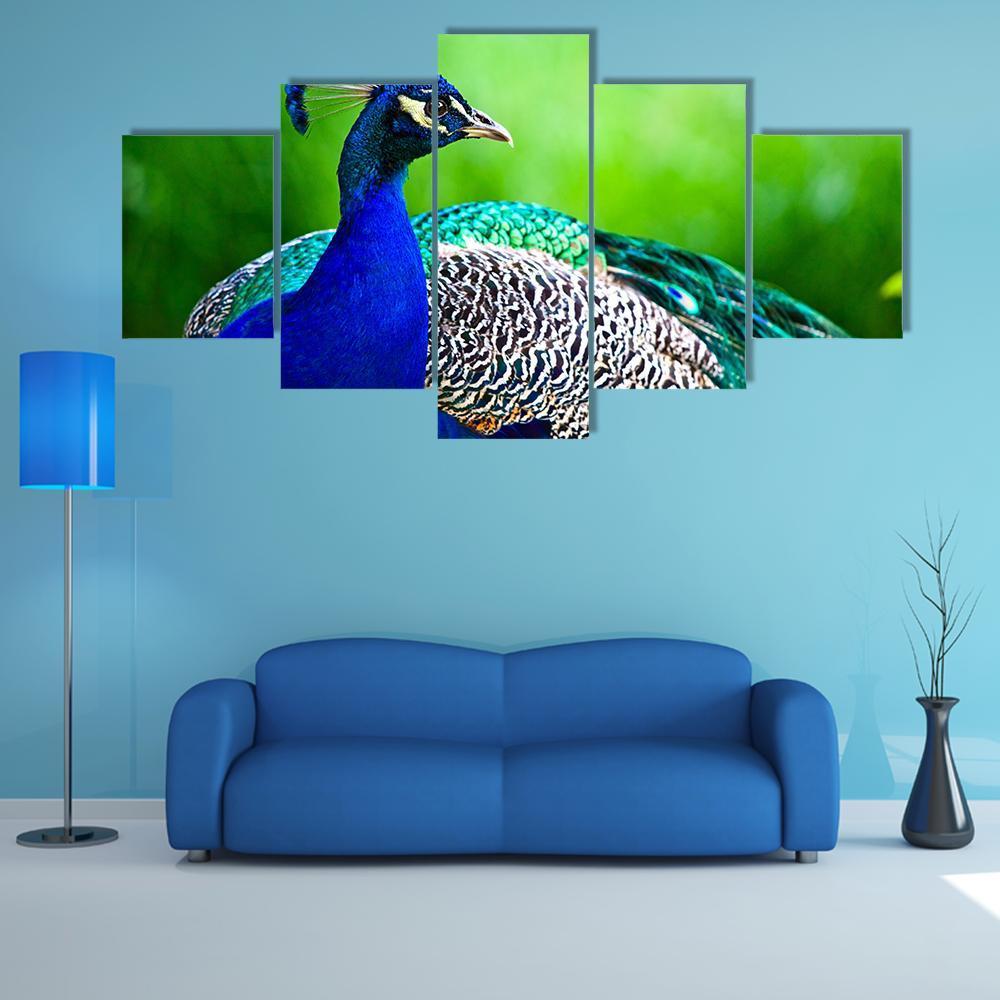 Close-Up Of Indian Peacock – Animal Canvas Wall Art