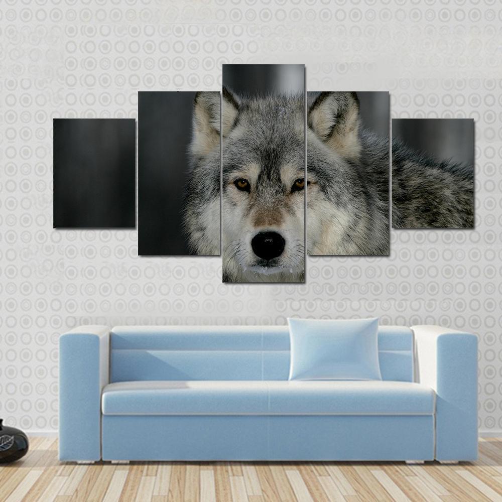 Grey Wolf, Canis Lupus, Single Mammal Head Shot, Captive – Animal Canvas Wall Art