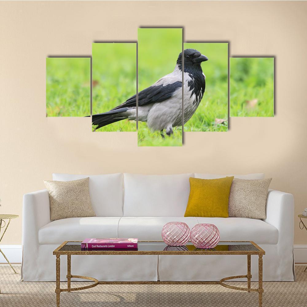 Hooded Crow Corvus Cornix In Turkey – Animal Canvas Wall Art