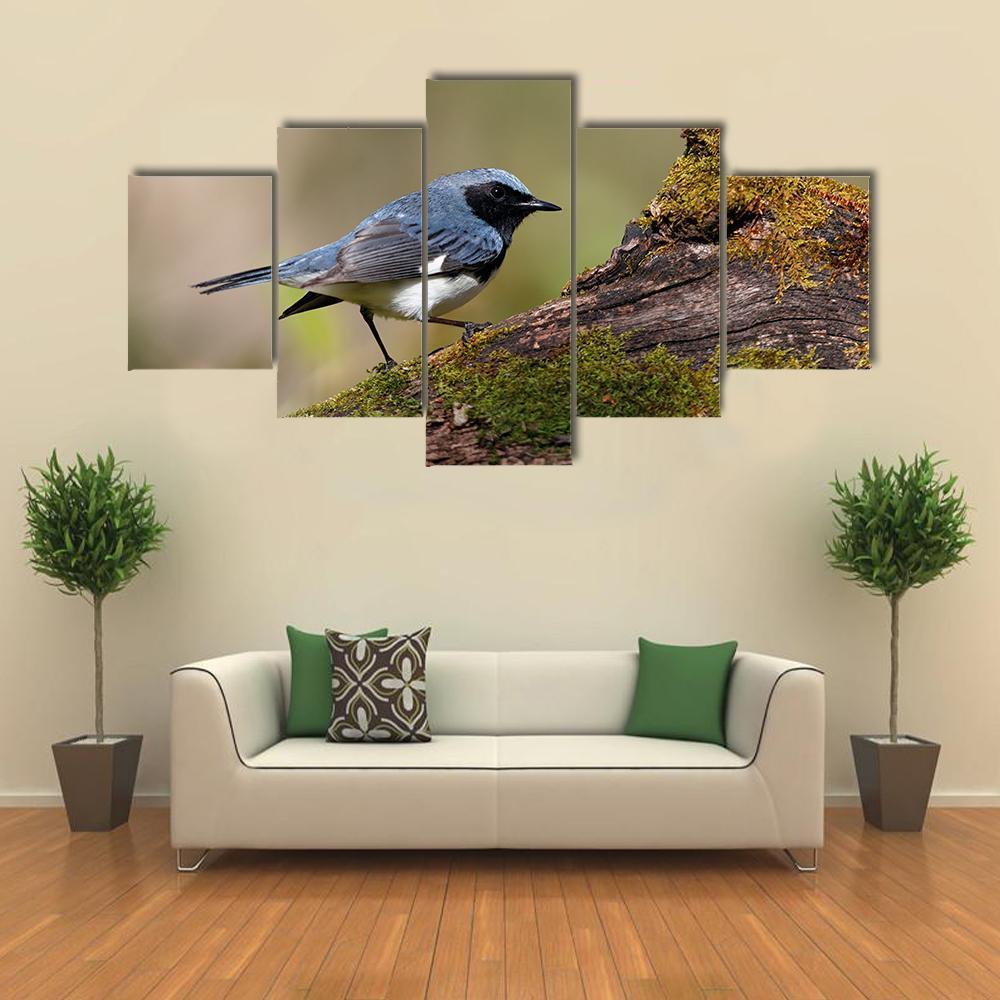 Male Black Throated Blue Warbler – Animal Canvas Wall Art