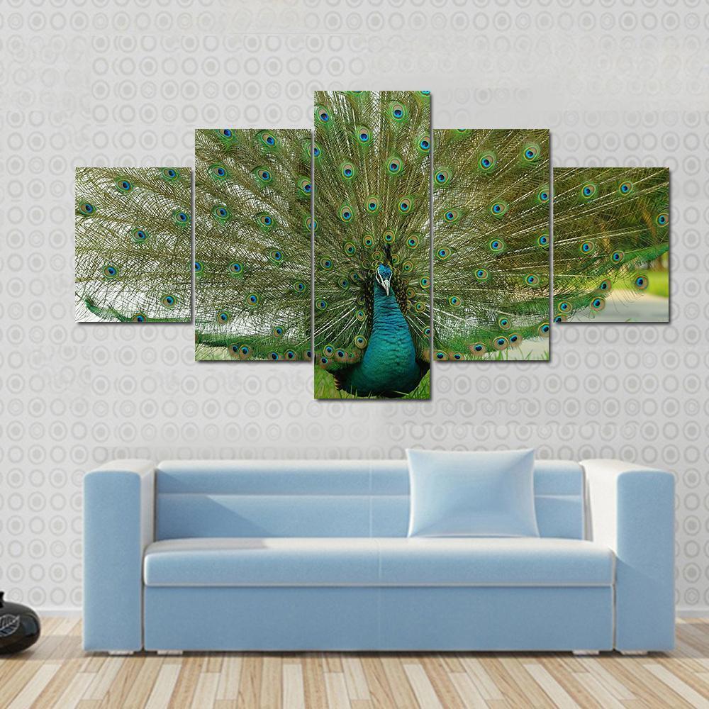 Male Peacock Showing His Tail Feathers – Animal Canvas Wall Art