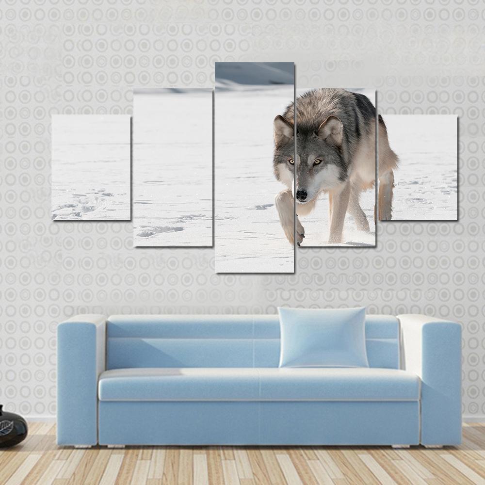 Marching Gray Wolf In Snow – Animal Canvas Wall Art