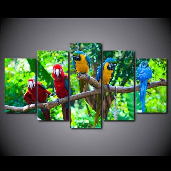 Parrots Beautiful Parrots Food – Animal Canvas Wall Art