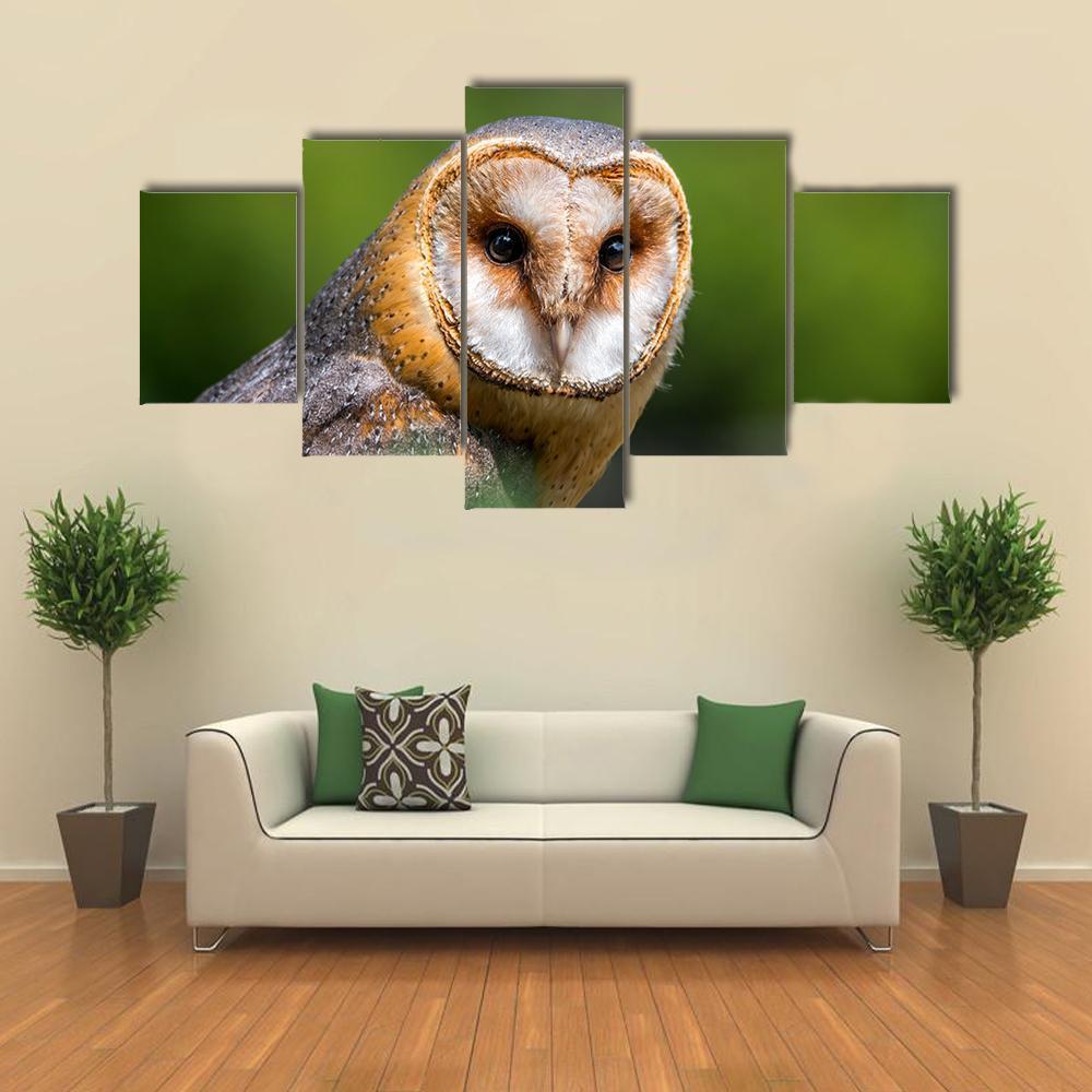 Portrait Of Barn Owl – Animal Canvas Wall Art