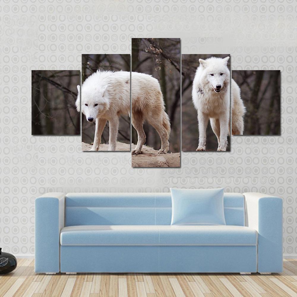 Staring White Wolves Couple – Animal Canvas Wall Art