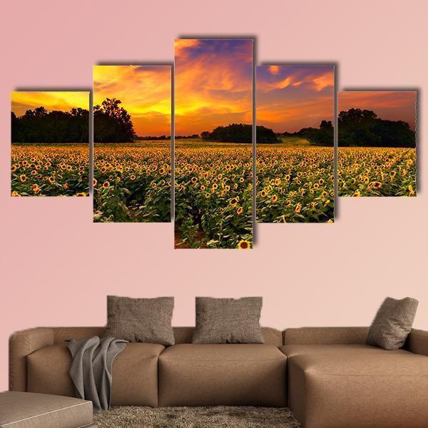 Sun Flower Field In Kansas With Sunset – Nature Canvas Wall Art