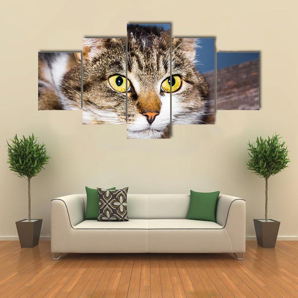 The Cat Lies On A Wooden Surface – Animal Canvas Wall Art