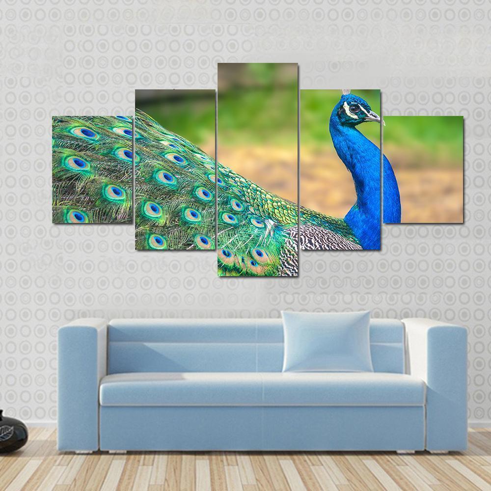 Walking Peacock – Animal Canvas Wall Art