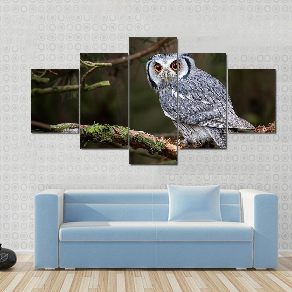 White Faced Scops Owl – Animal Canvas Wall Art