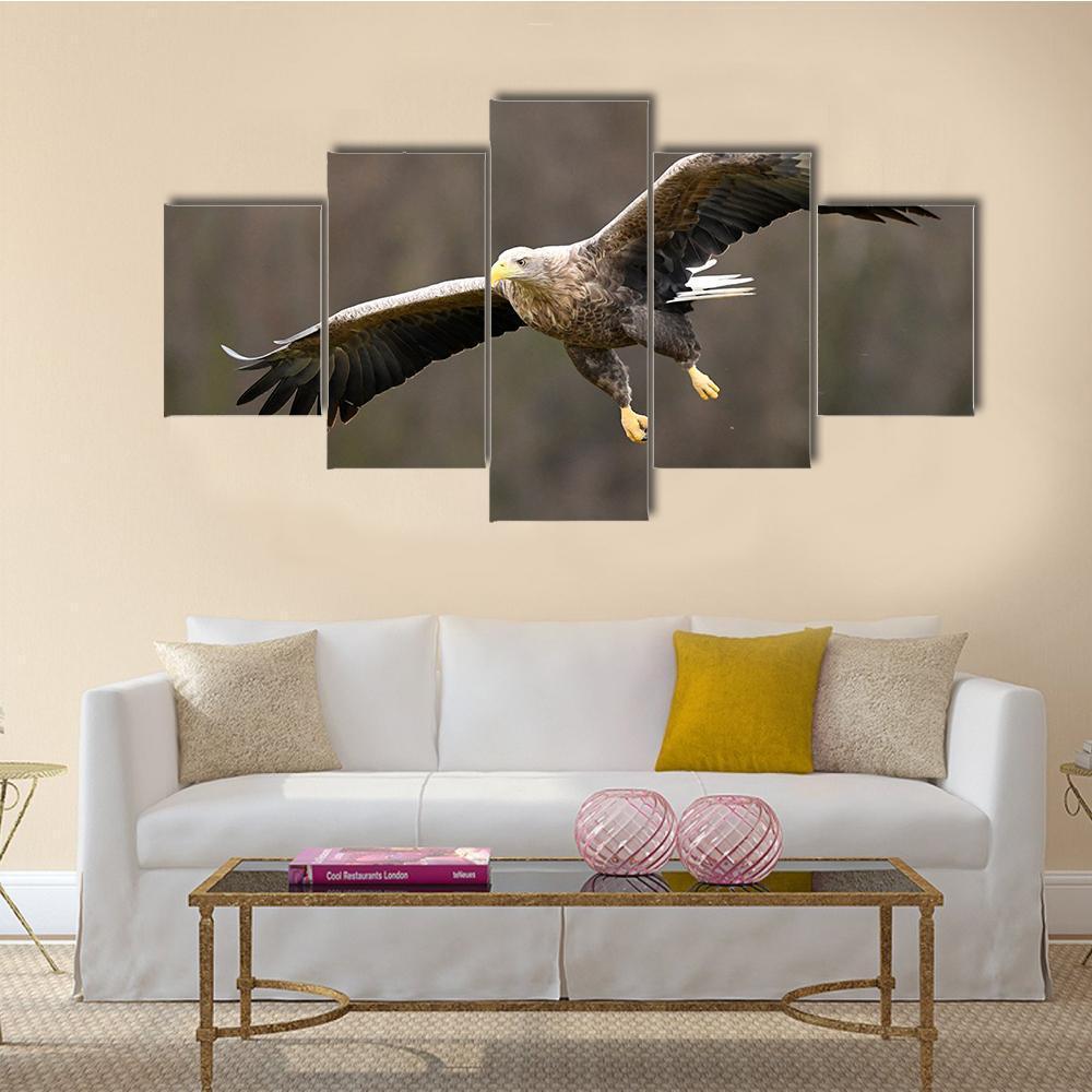 White Tailed Eagle Haliaeetus Albicilla – Animal Canvas Wall Art