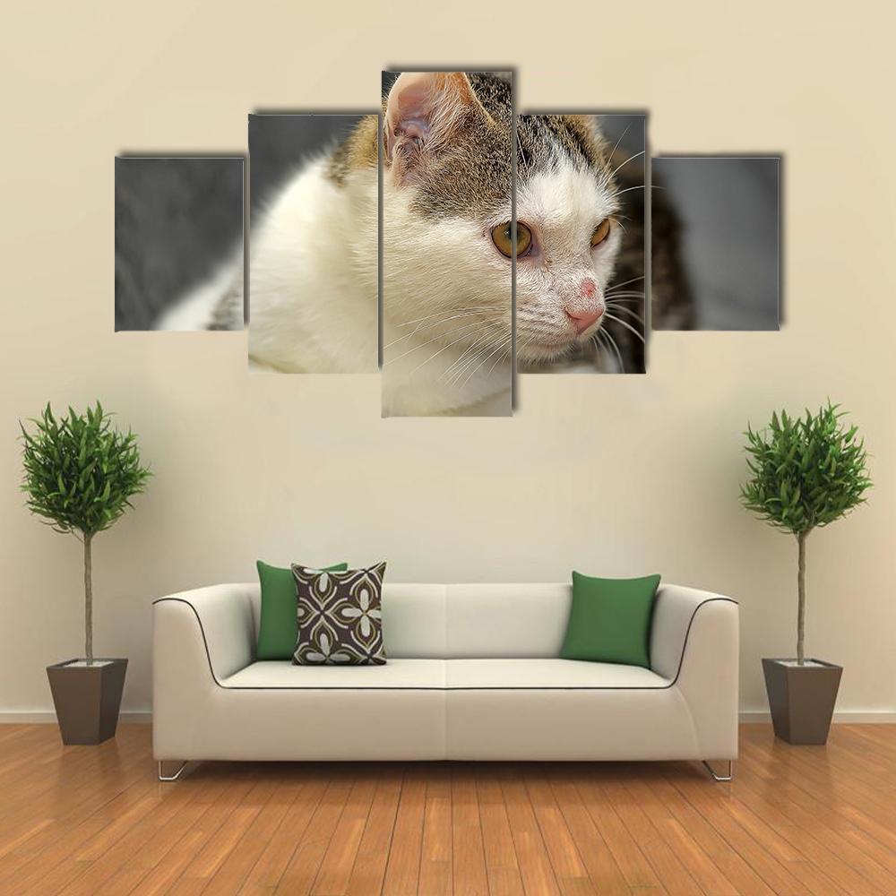 Young Cat With A Peeled Nose – Animal Canvas Wall Art